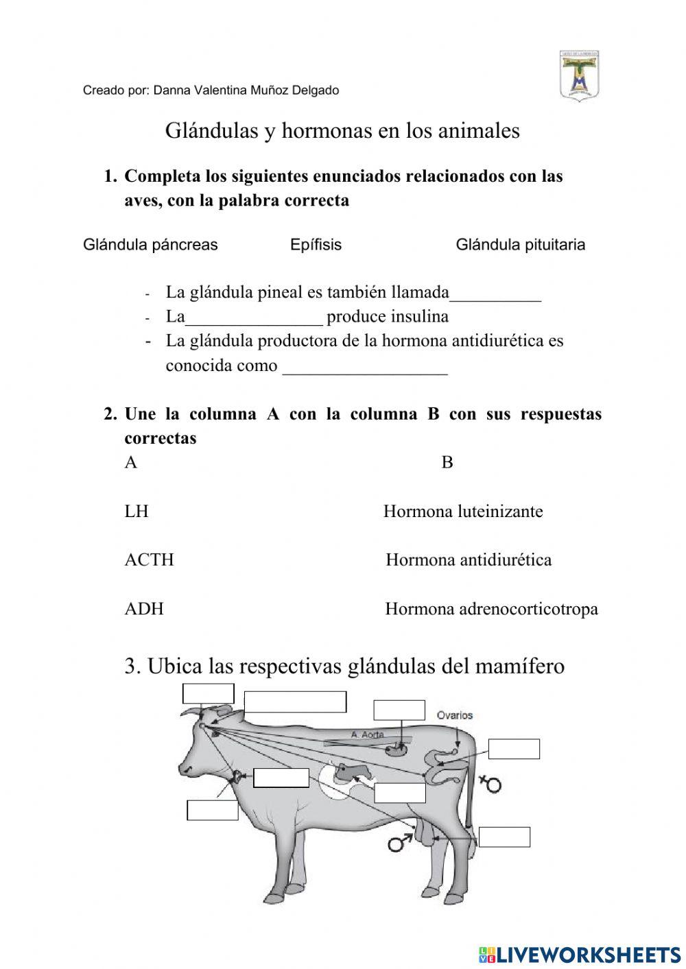 Glandulas y hormonas animales