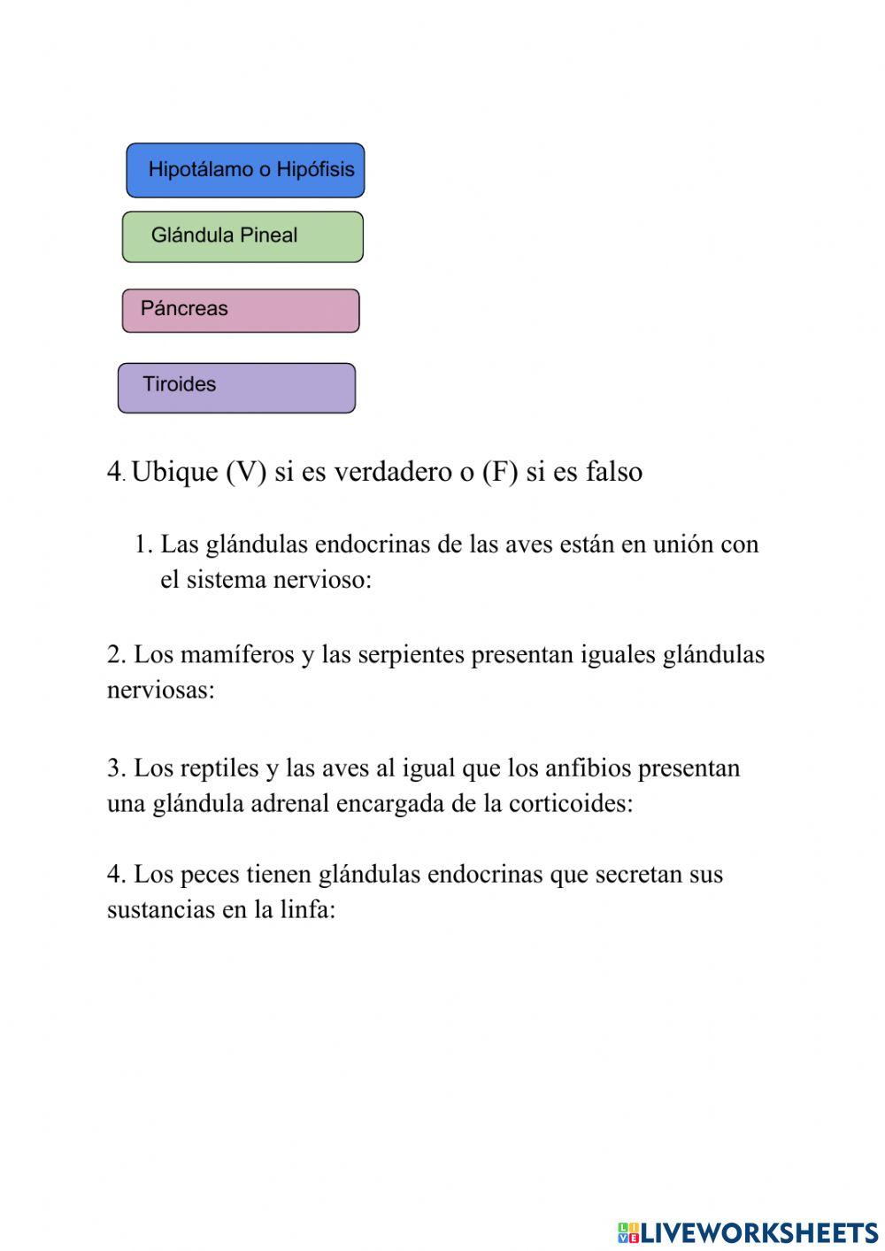 Glandulas y hormonas animales