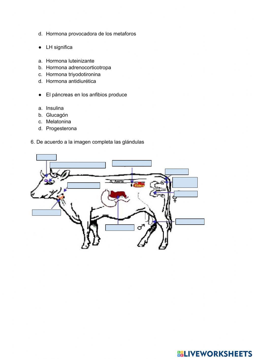Glandulas y hormonas animales