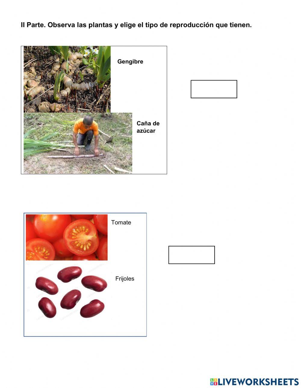 La reproducción de las plantas