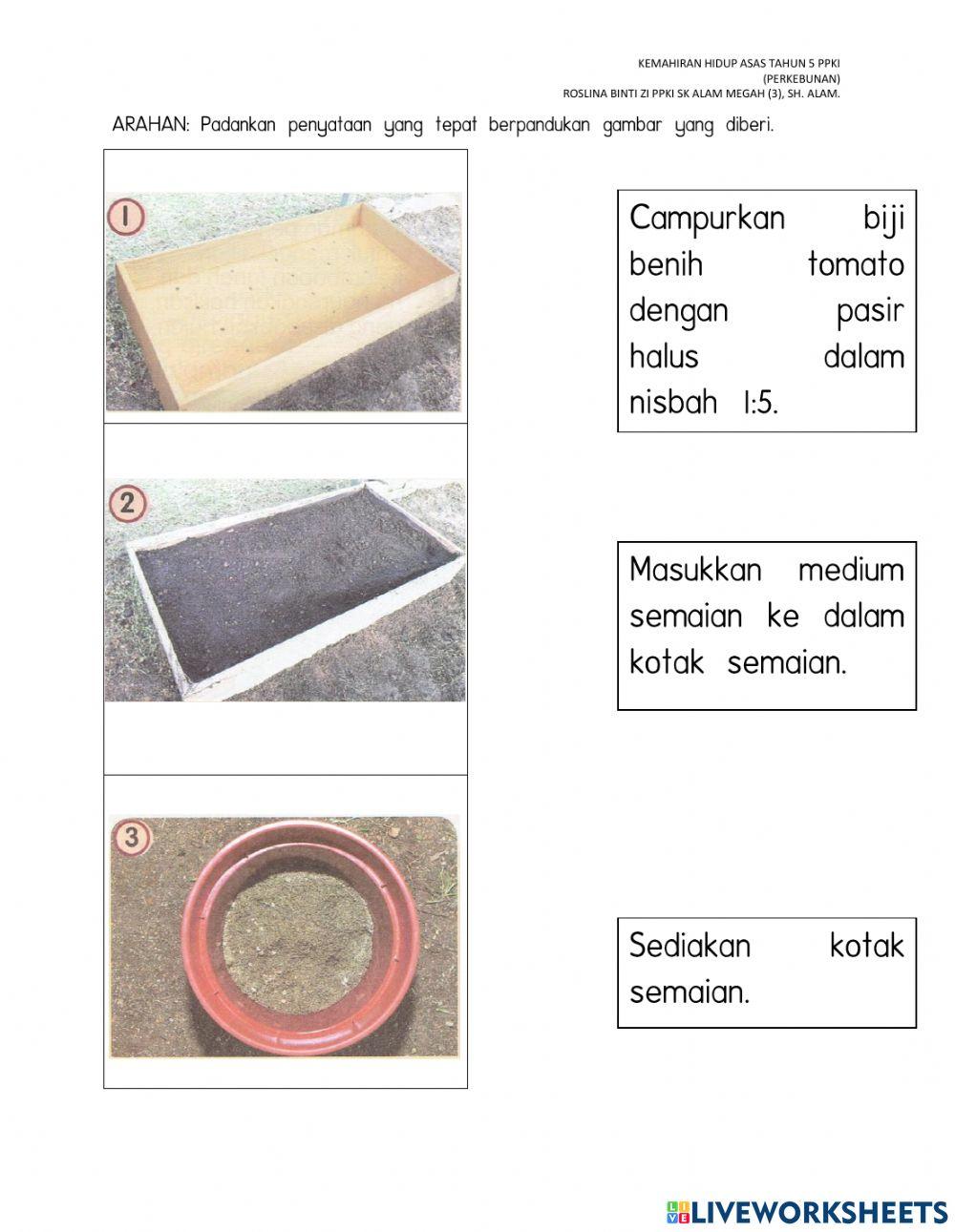 Menyemai biji benih di dalam kotak semaian ppki tahun 5