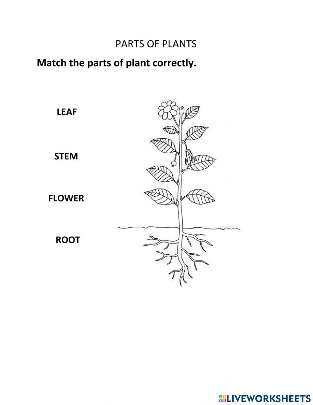 Part of plants
