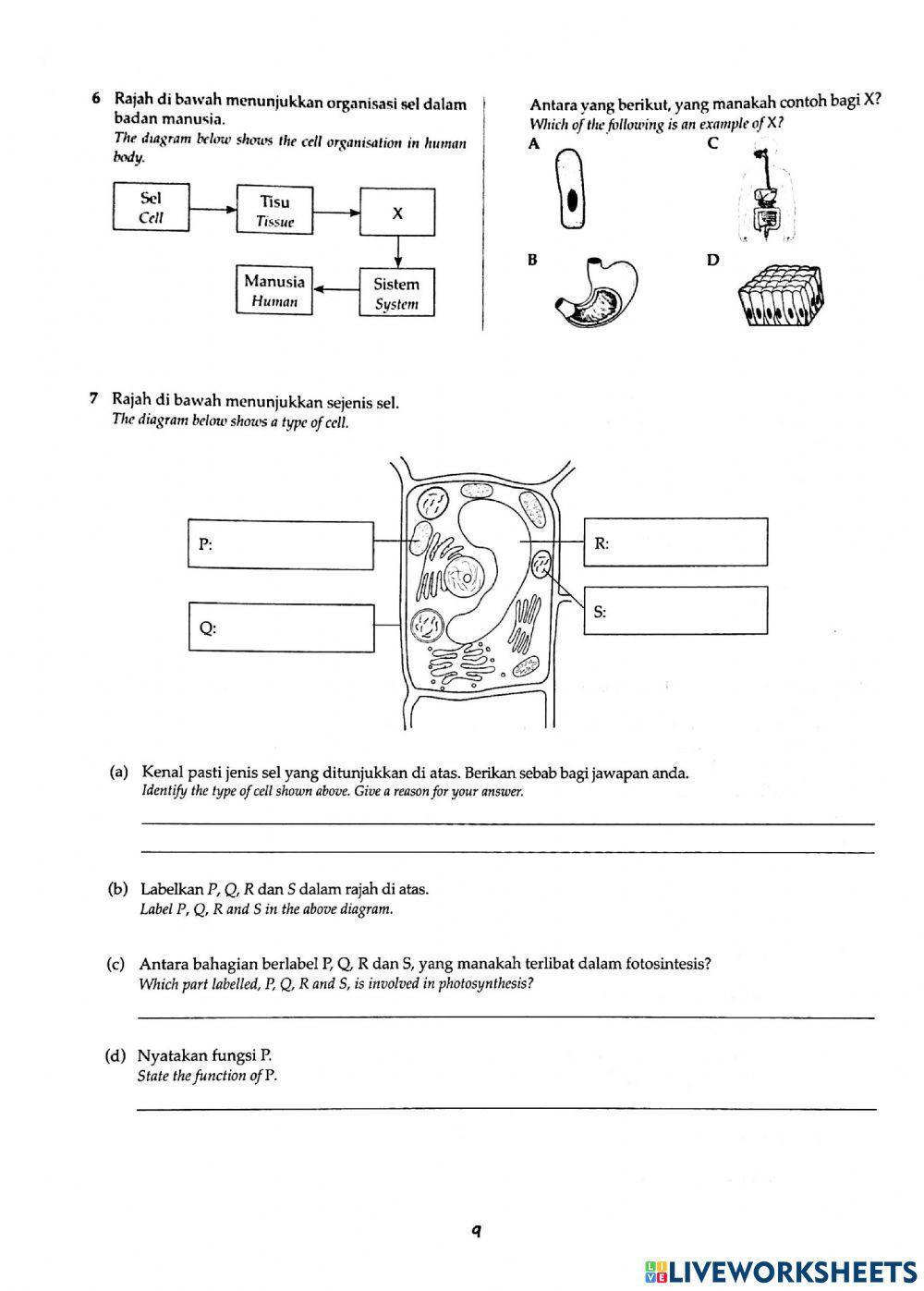 2-Cell as The basic Unit of Life