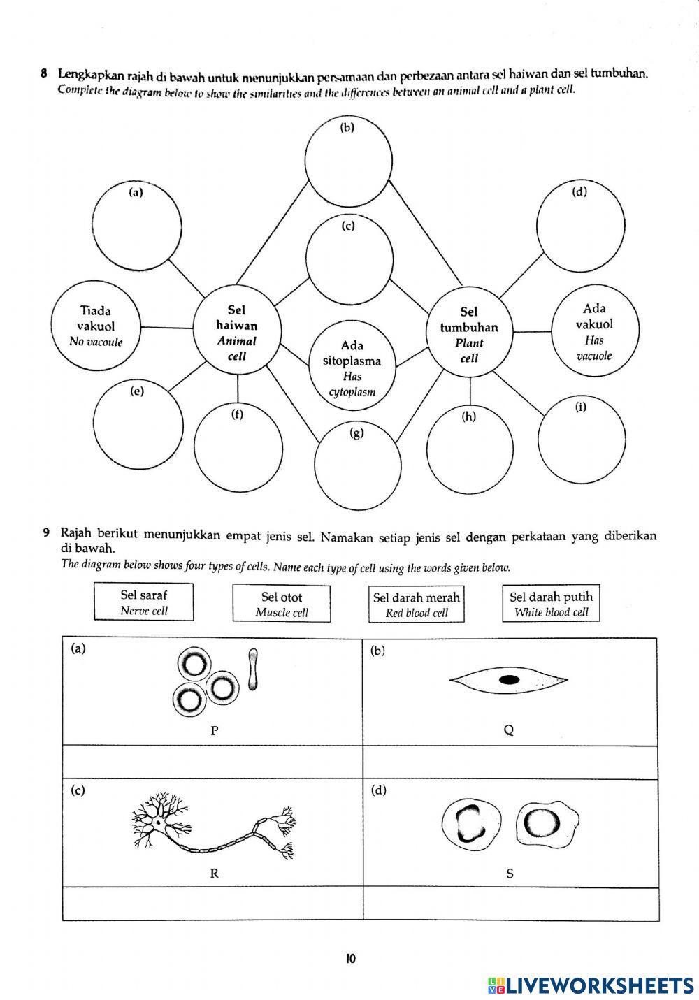 2-Cell as The basic Unit of Life