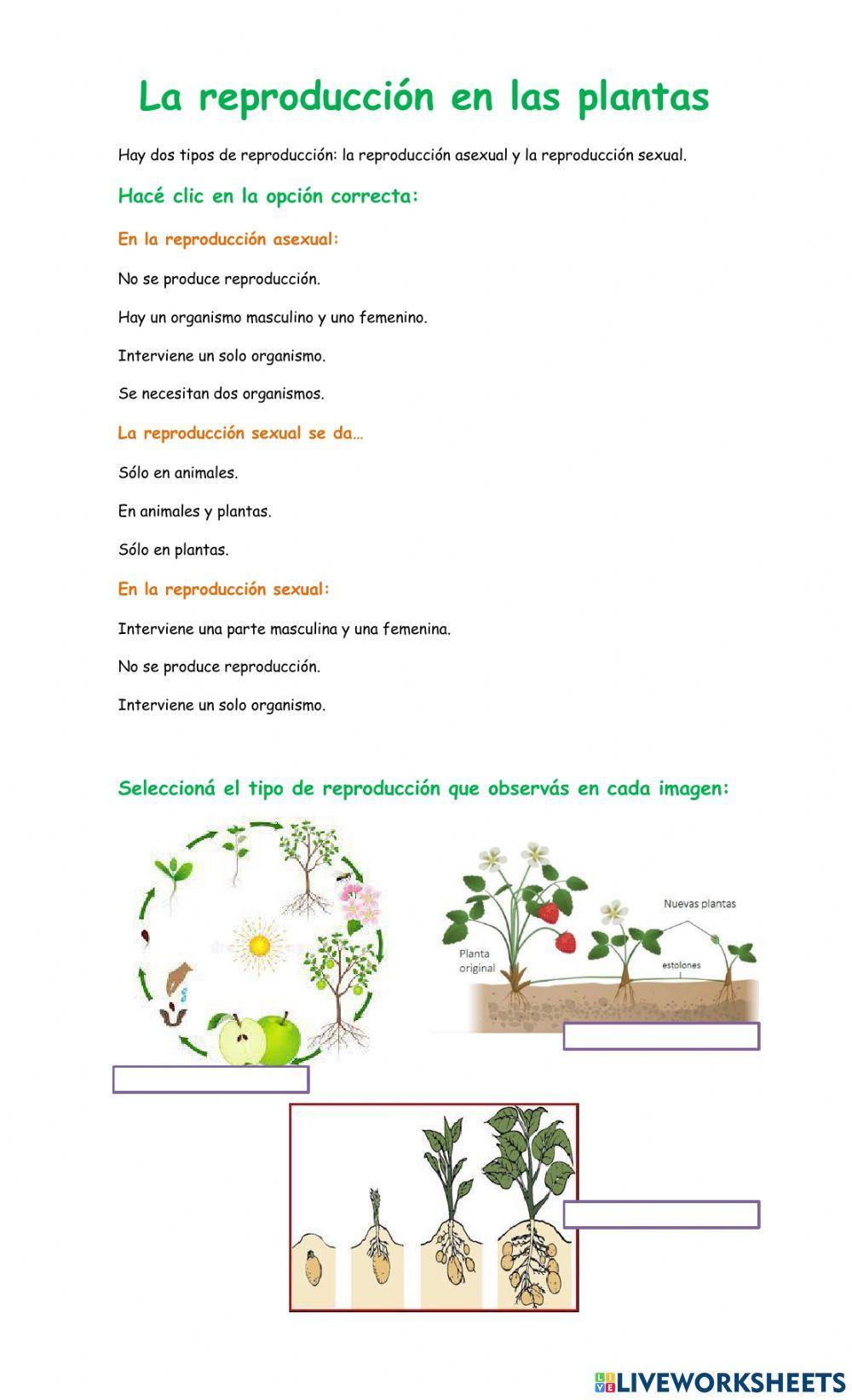 La reproducción en las plantas