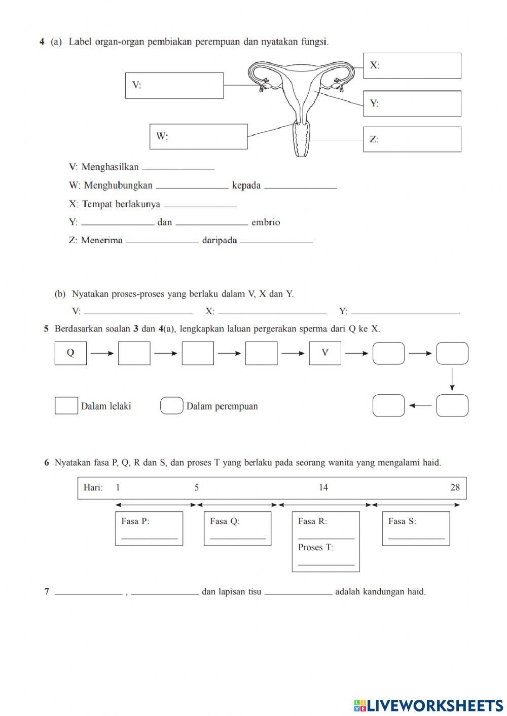 Sains Tingkatan 1 Bab 4 Pembiakan Seks dan Kitar Haid