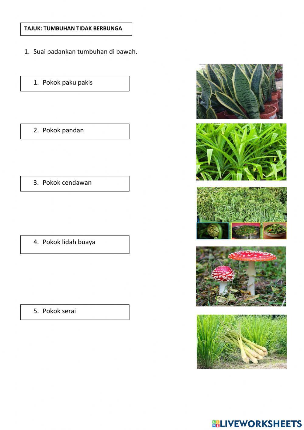 Tumbuhan tidak berbunga