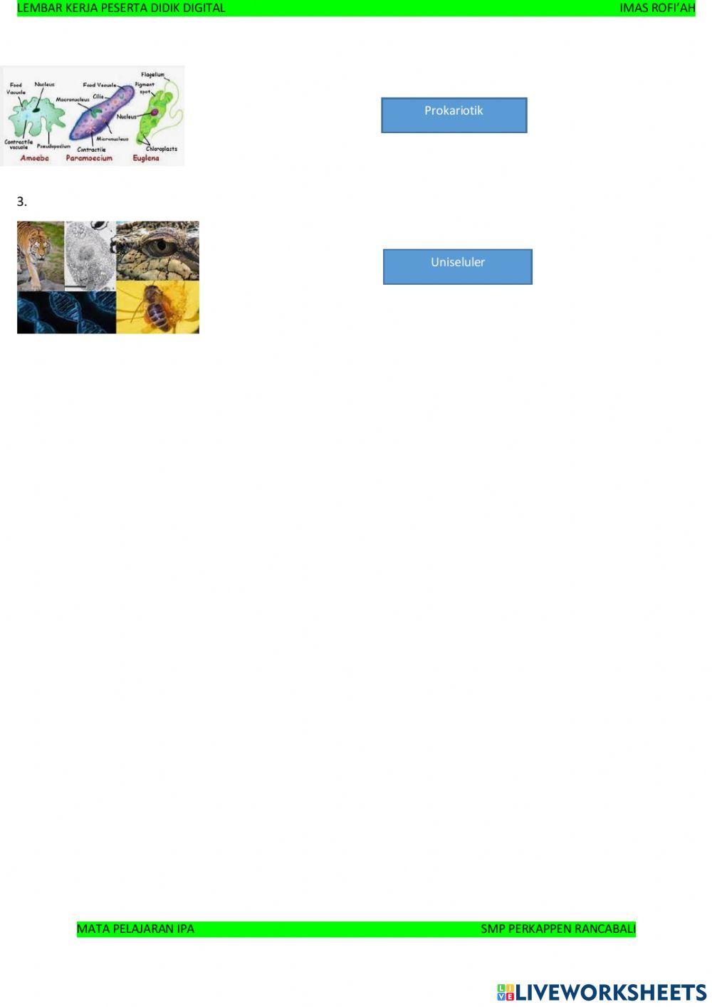 Sistem Organisasi Kehidupan