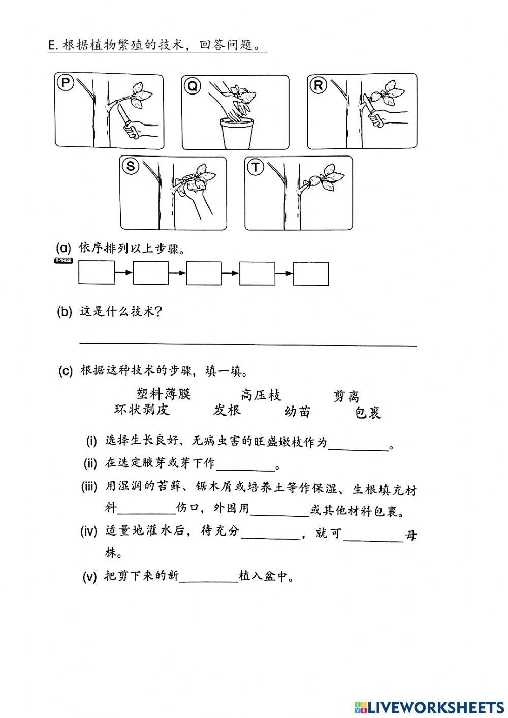 三年级科学（植物）