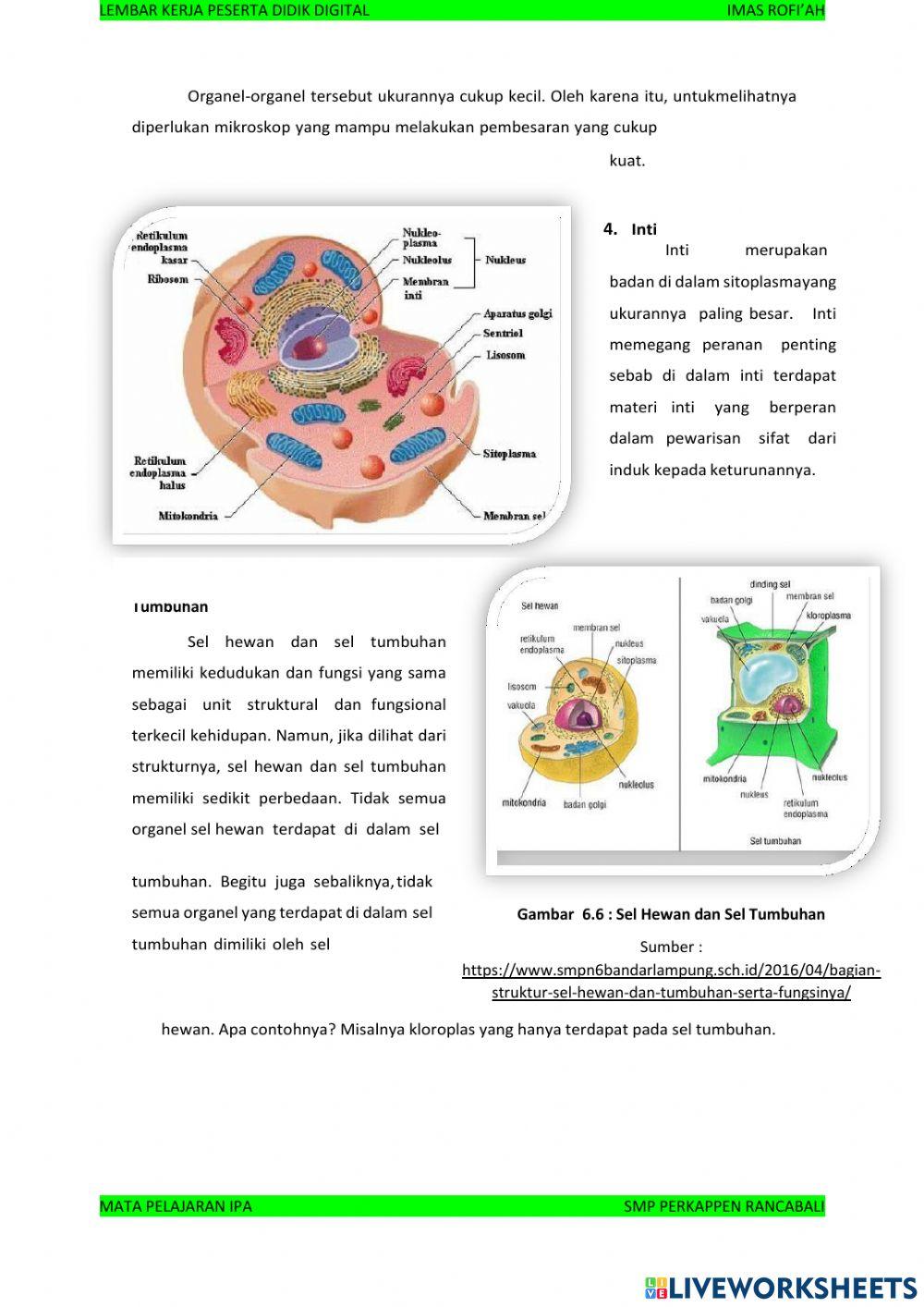 Sistem Organisasi Kehidupan