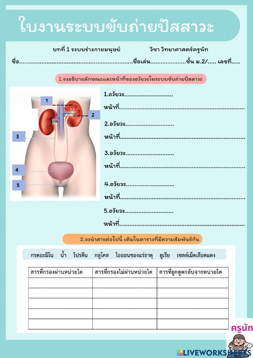 ใบงานระบบขับถ่ายปัสสาวะ