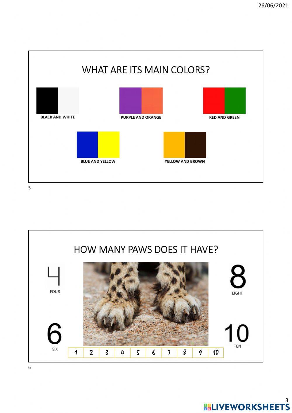 Cheetah powerpoint