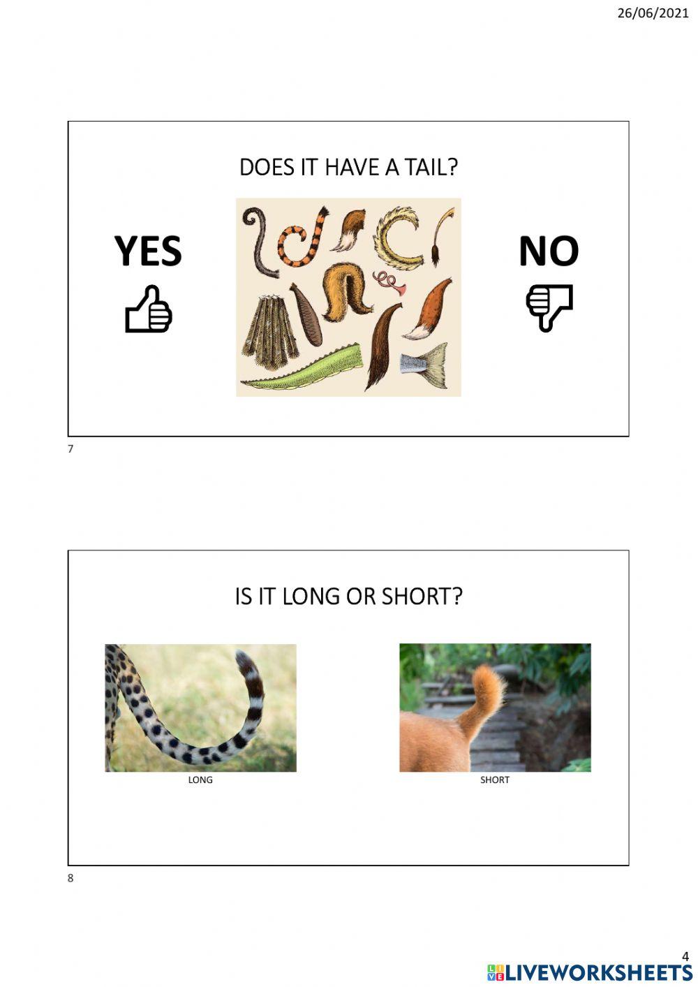 Cheetah powerpoint