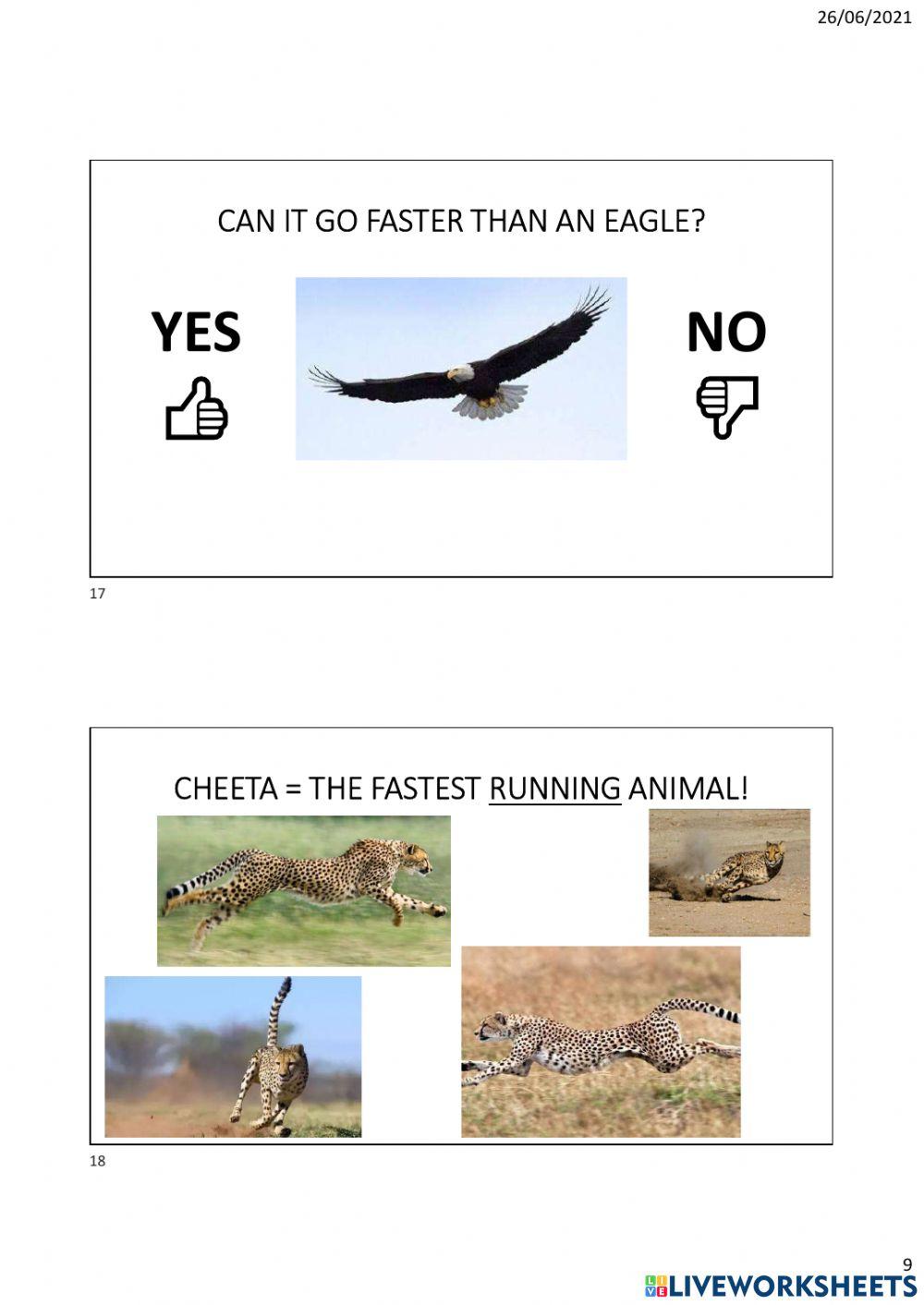 Cheetah powerpoint