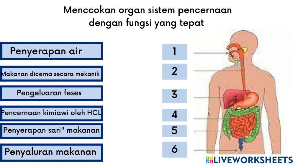 E-lkpd sistem pencernaan manusia-sabrina intan maulida (1813041046)