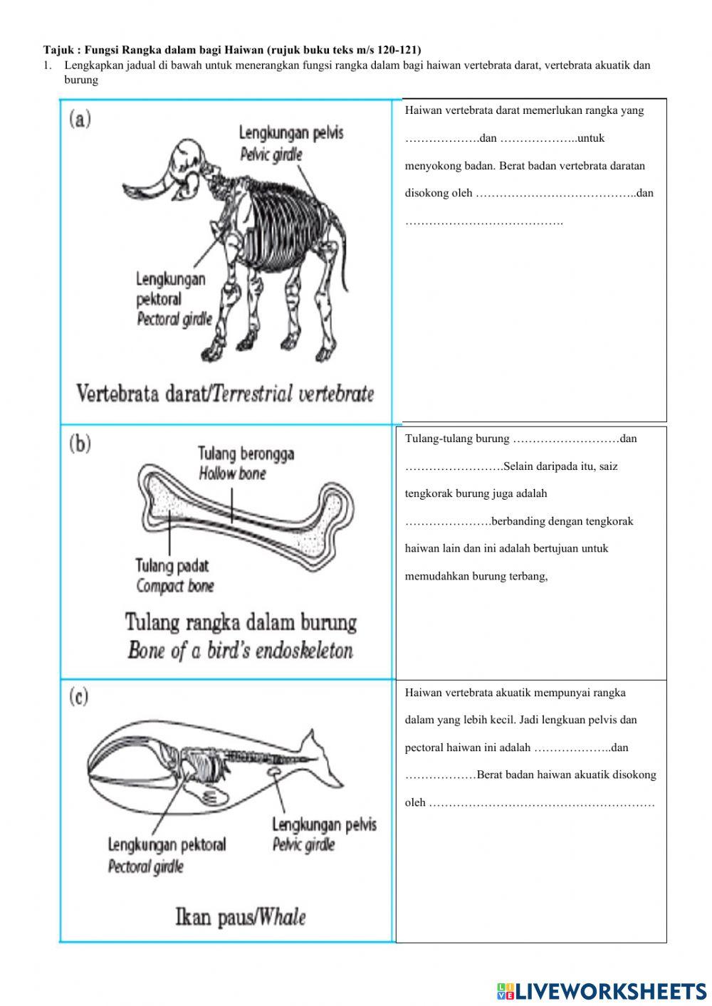 Fungsi rangka dalam bagi haiwan