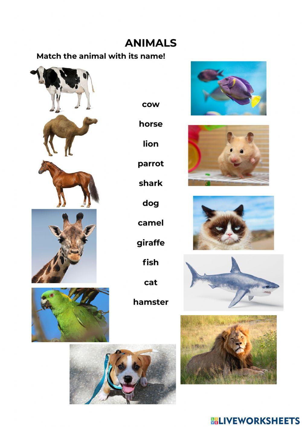 Animals