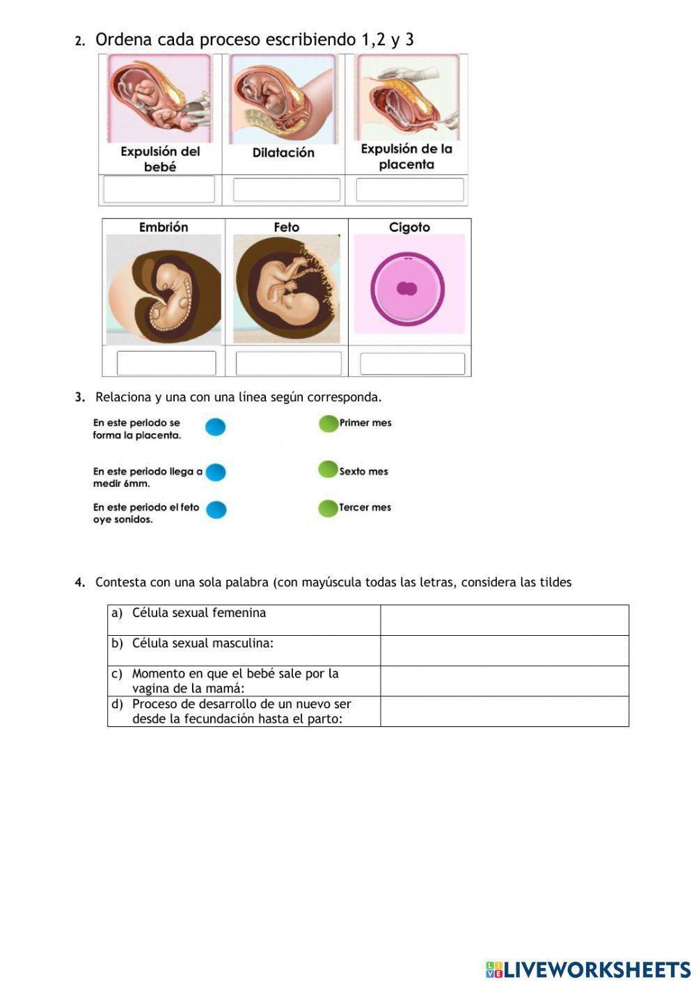 Fecundación, Embarazo y Parto