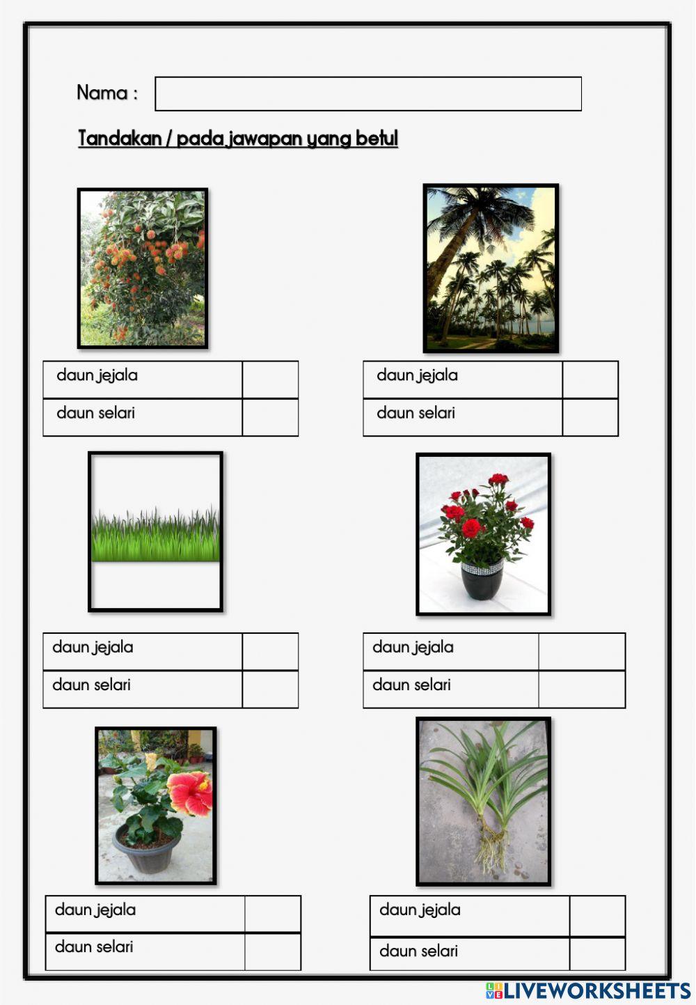 Sains tahun 1 : Jenis Urat daun dan akar tumbuhan