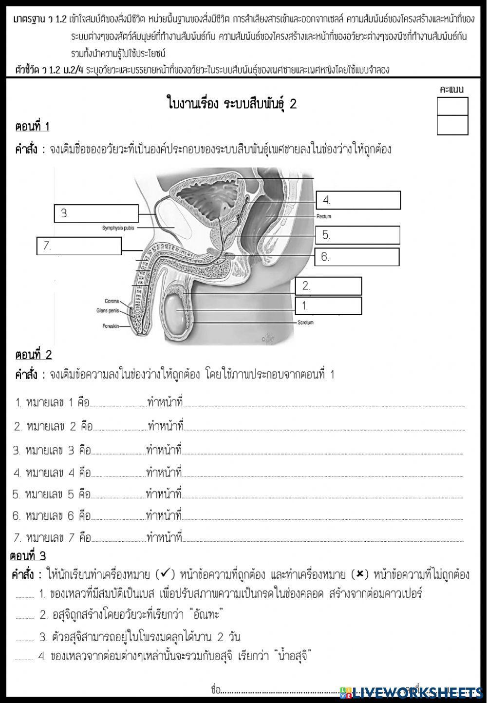 ระบบสืบพันธุ์2