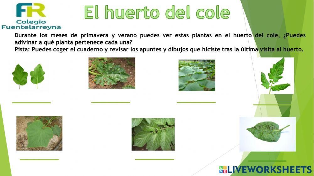 Las plantas del huerto (verano y aromáticas)