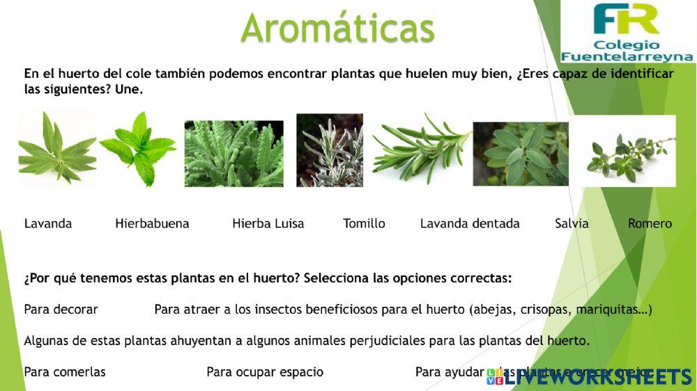 Las plantas del huerto (verano y aromáticas)