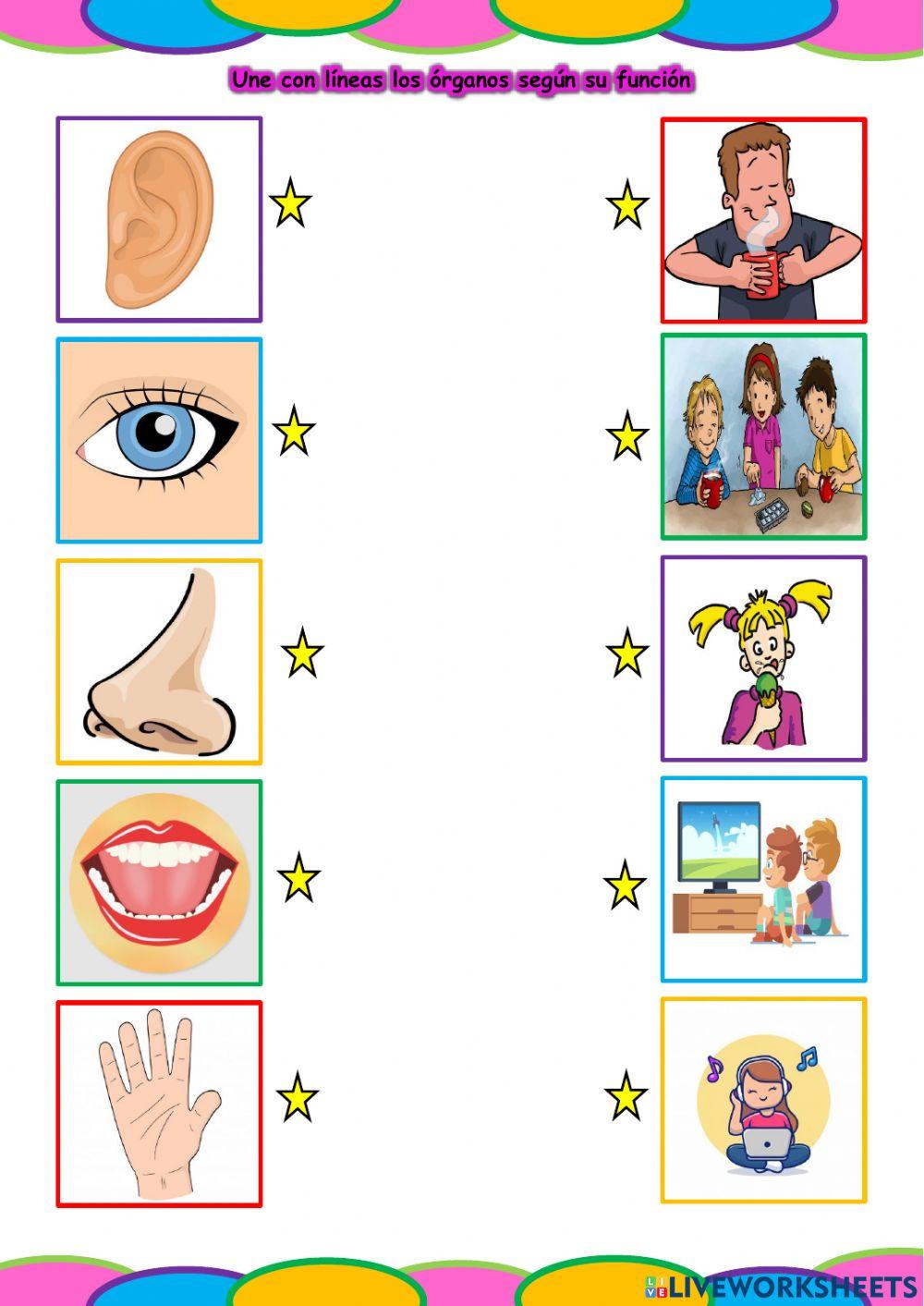 Los órganos de los sentidos