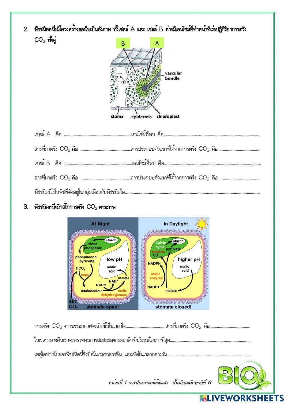 แบบทดสอบเรื่องการสังเคราะห์ด้วยแสง