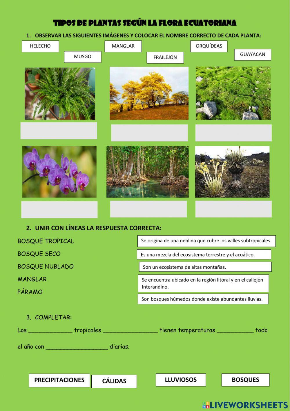 Tipos de plantas según la flora ecuatoriana