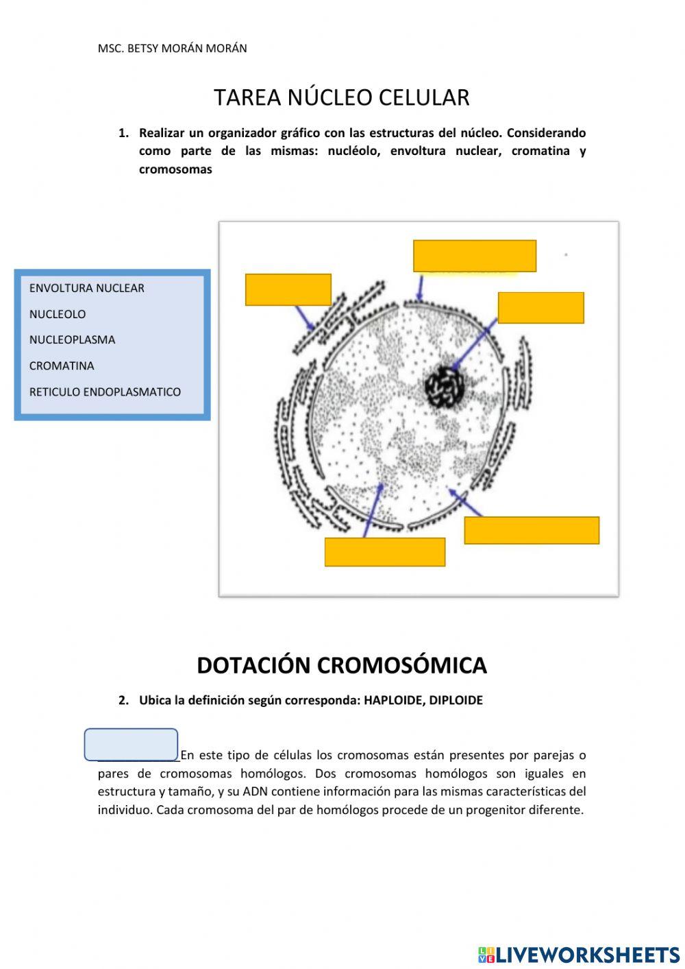 Nucleo y dotacion cromosomica