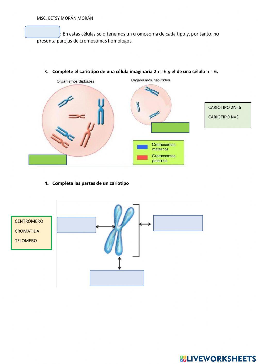 Nucleo y dotacion cromosomica