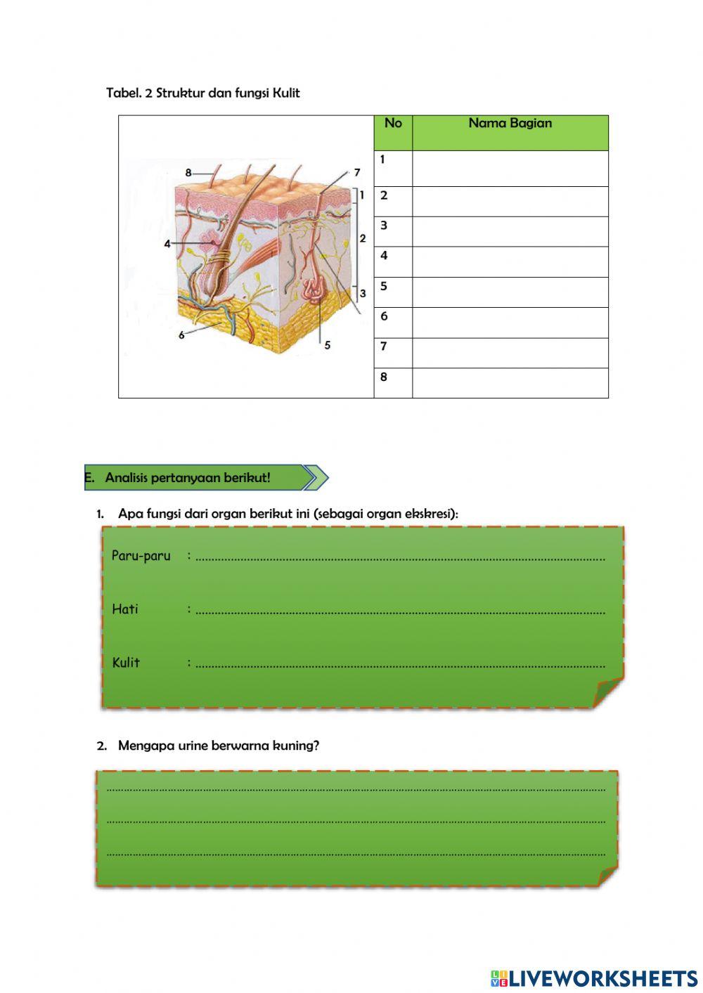 LKPD paru, hati, kulit
