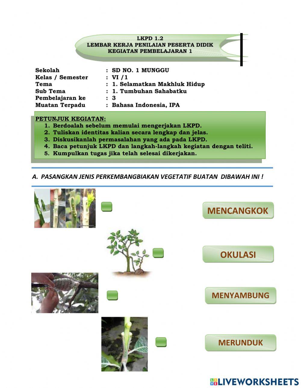 Perkembangbiakan Vegetatif Buatan