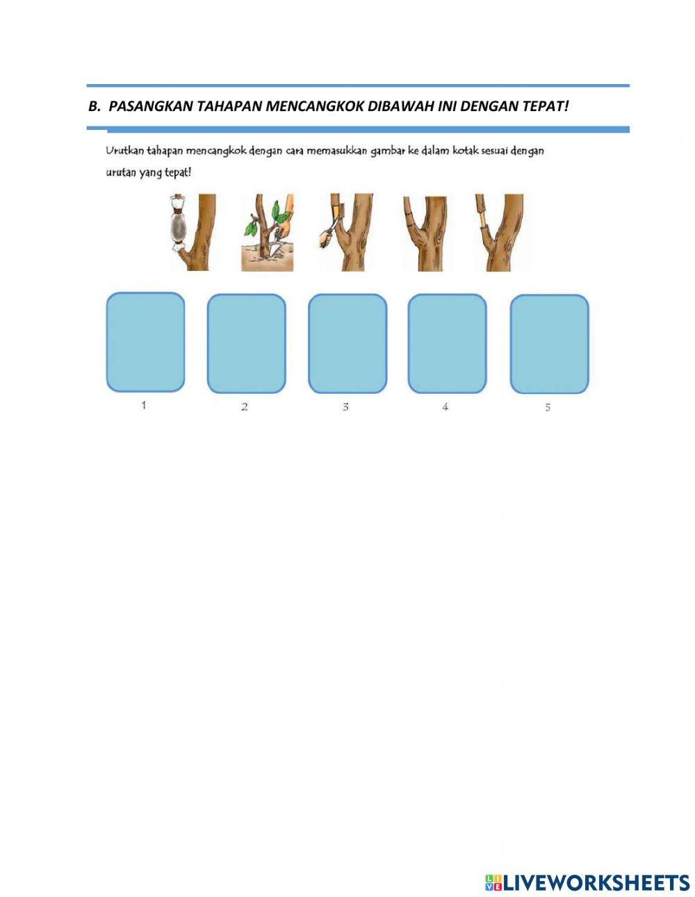 Perkembangbiakan Vegetatif Buatan