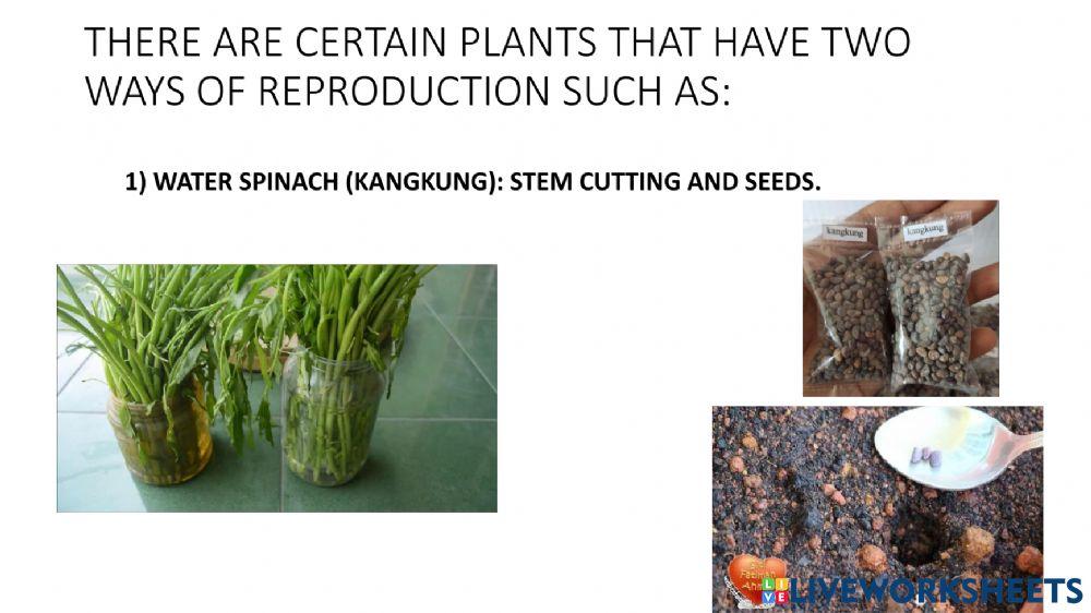 SCIENCE YEAR 3 ( SINGLE PLANT, DIFFERENT WAYS OF REPRODUCTION)