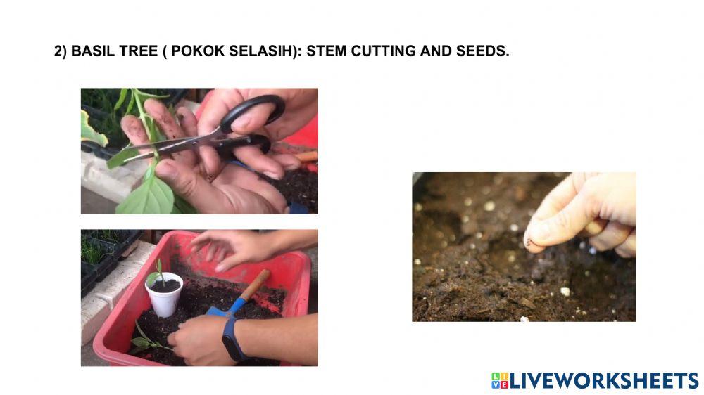 SCIENCE YEAR 3 ( SINGLE PLANT, DIFFERENT WAYS OF REPRODUCTION)