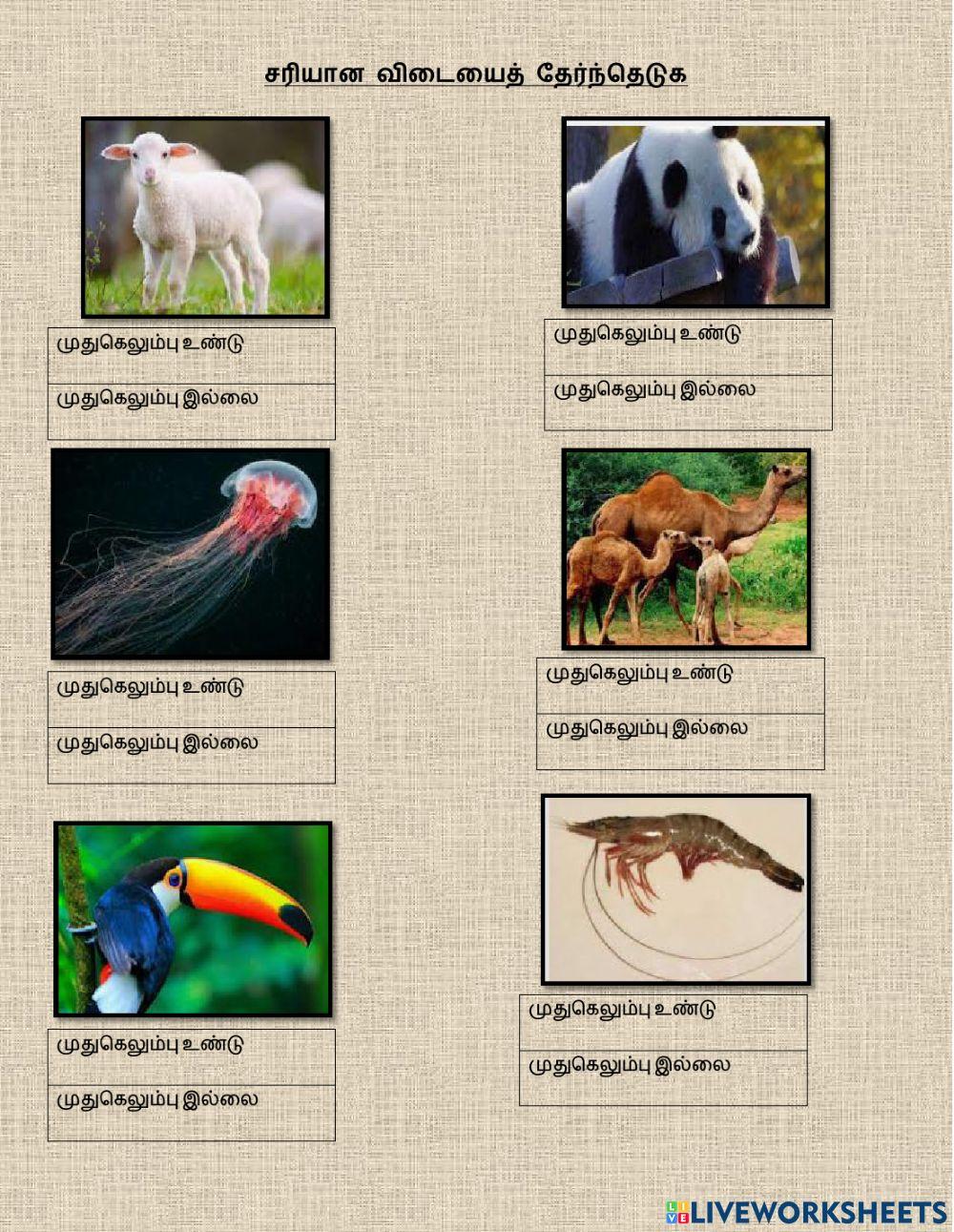 முதுகெலும்புள்ள மற்றும் முதுகெலும்பு இல்லாத விலங்குகள்