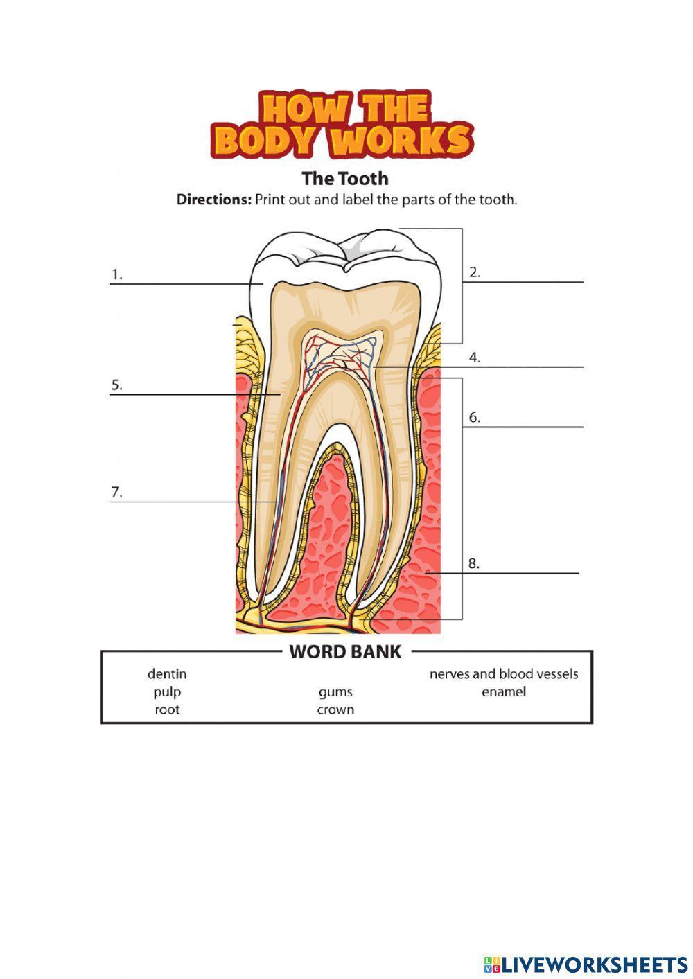 parts-of-the-tooth-activity-live-worksheets