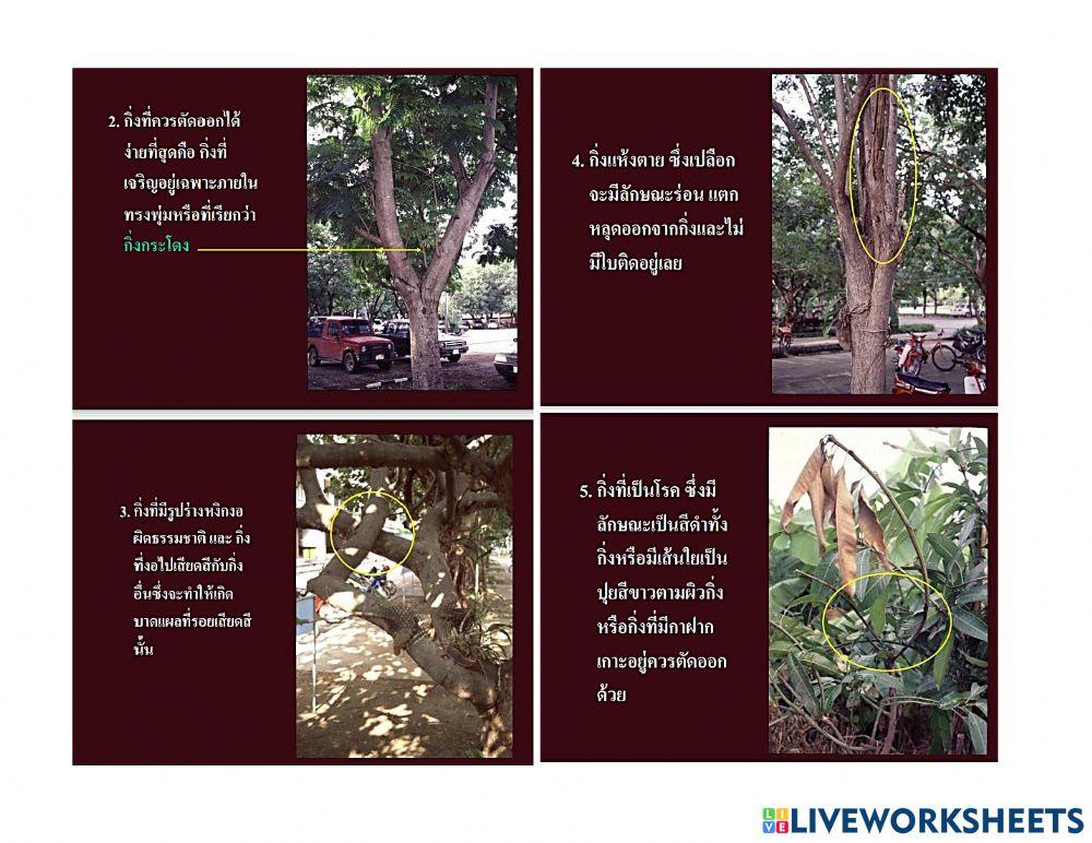 ใบความรู้ 2.2 (วิชาการจัดและดูแลสวน ม.5-3)