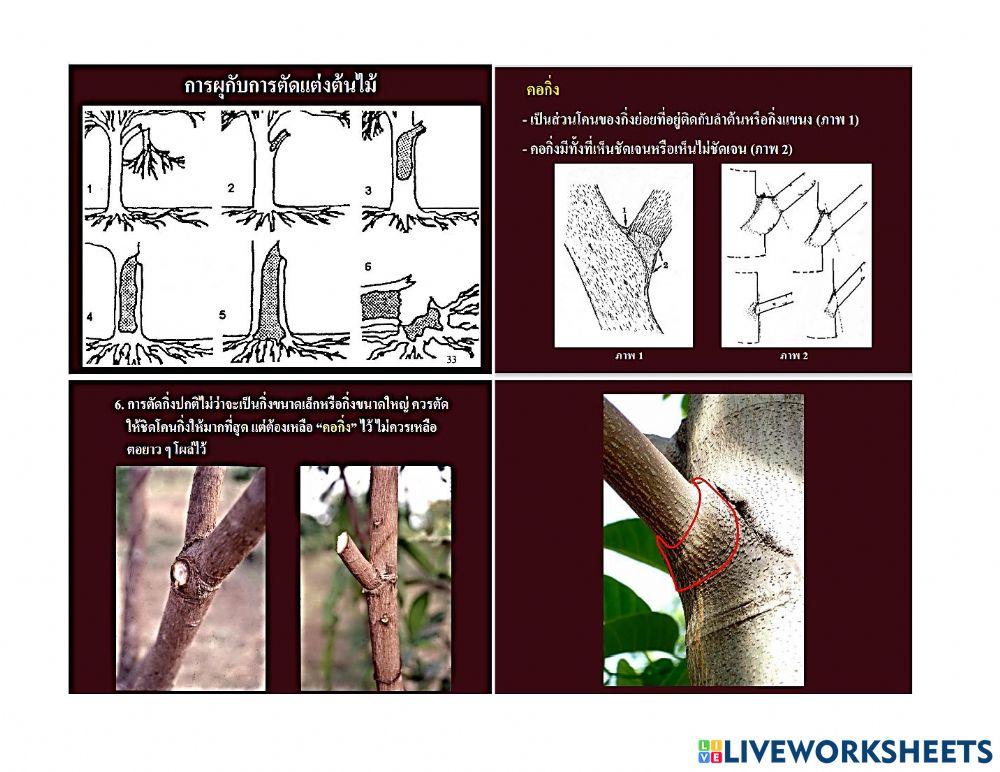 ใบความรู้ 2.2 (วิชาการจัดและดูแลสวน ม.5-3)