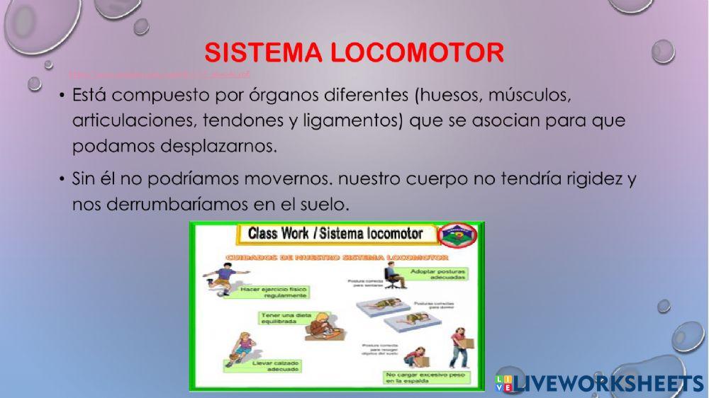 Sistema locomotor