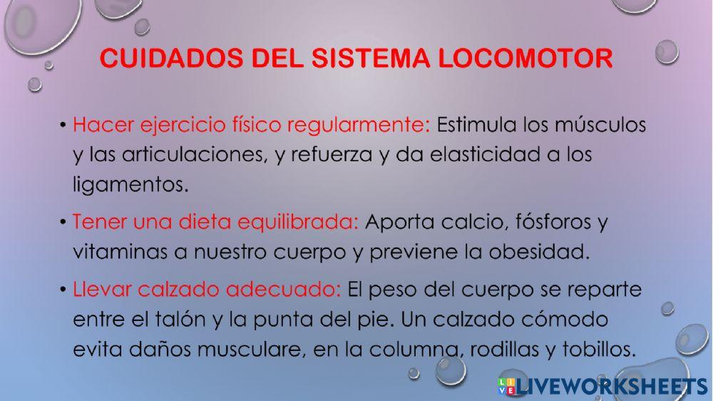 Sistema locomotor