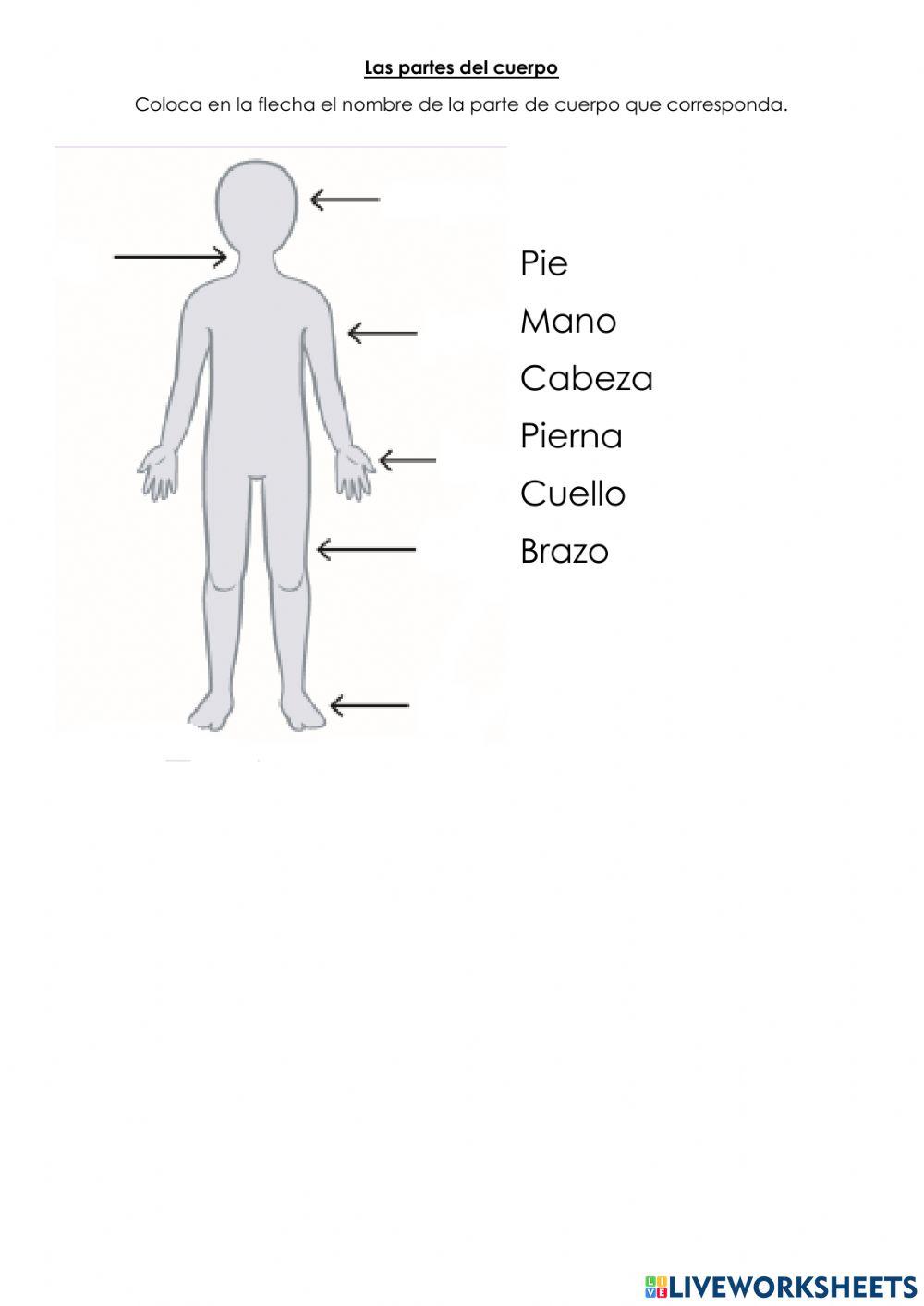 Las partes del cuerpo.