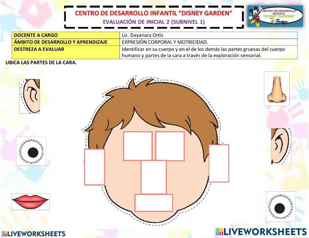 Las partes de la cara 1057487 Dayanara Ortiz Live