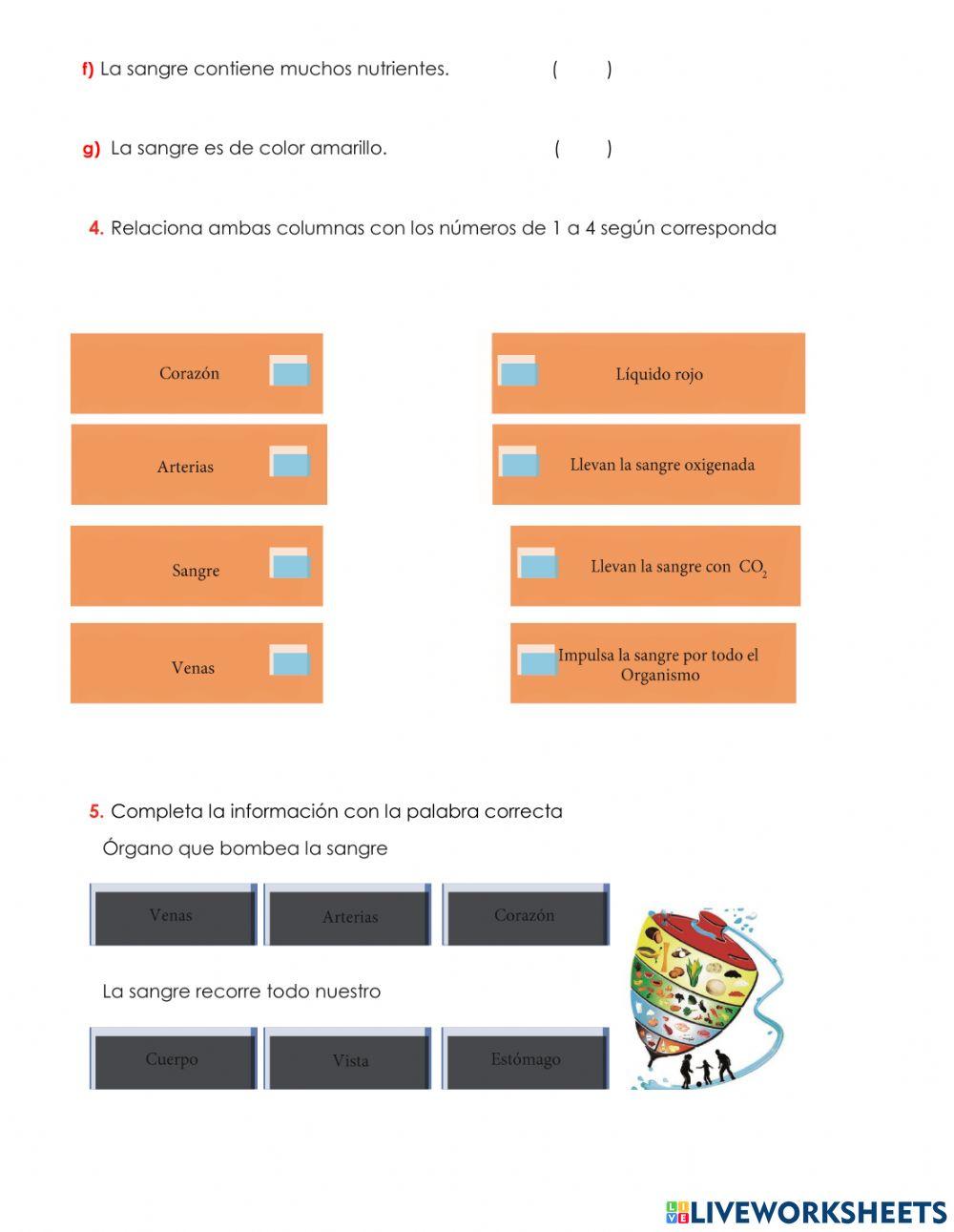 Sistema Circulatorio