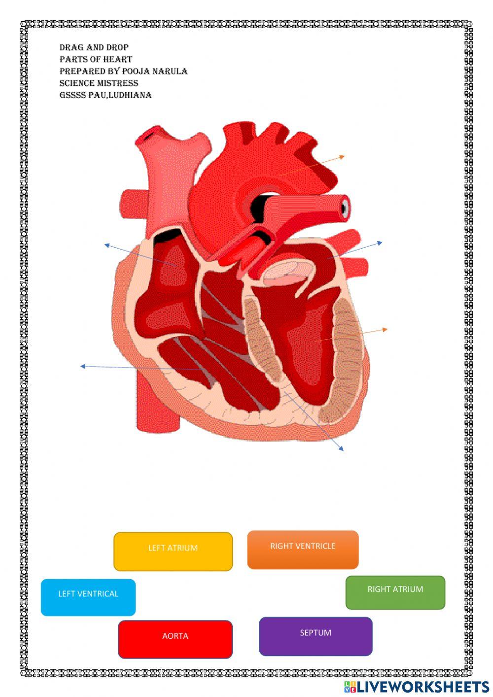 Parts of heart