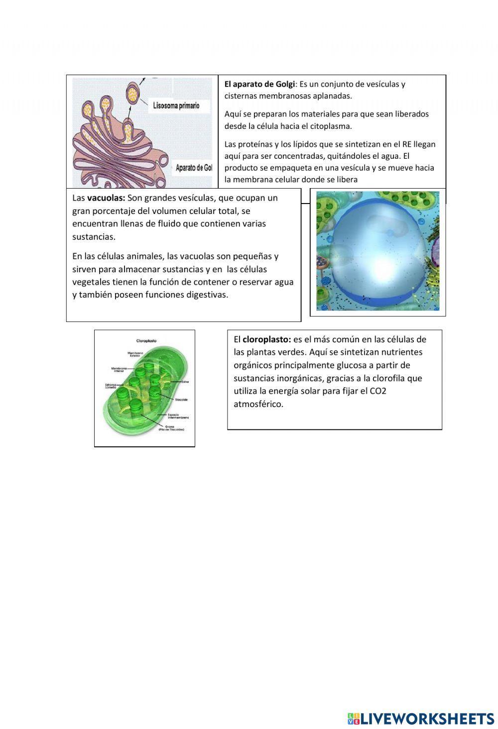 Estructura de la celula