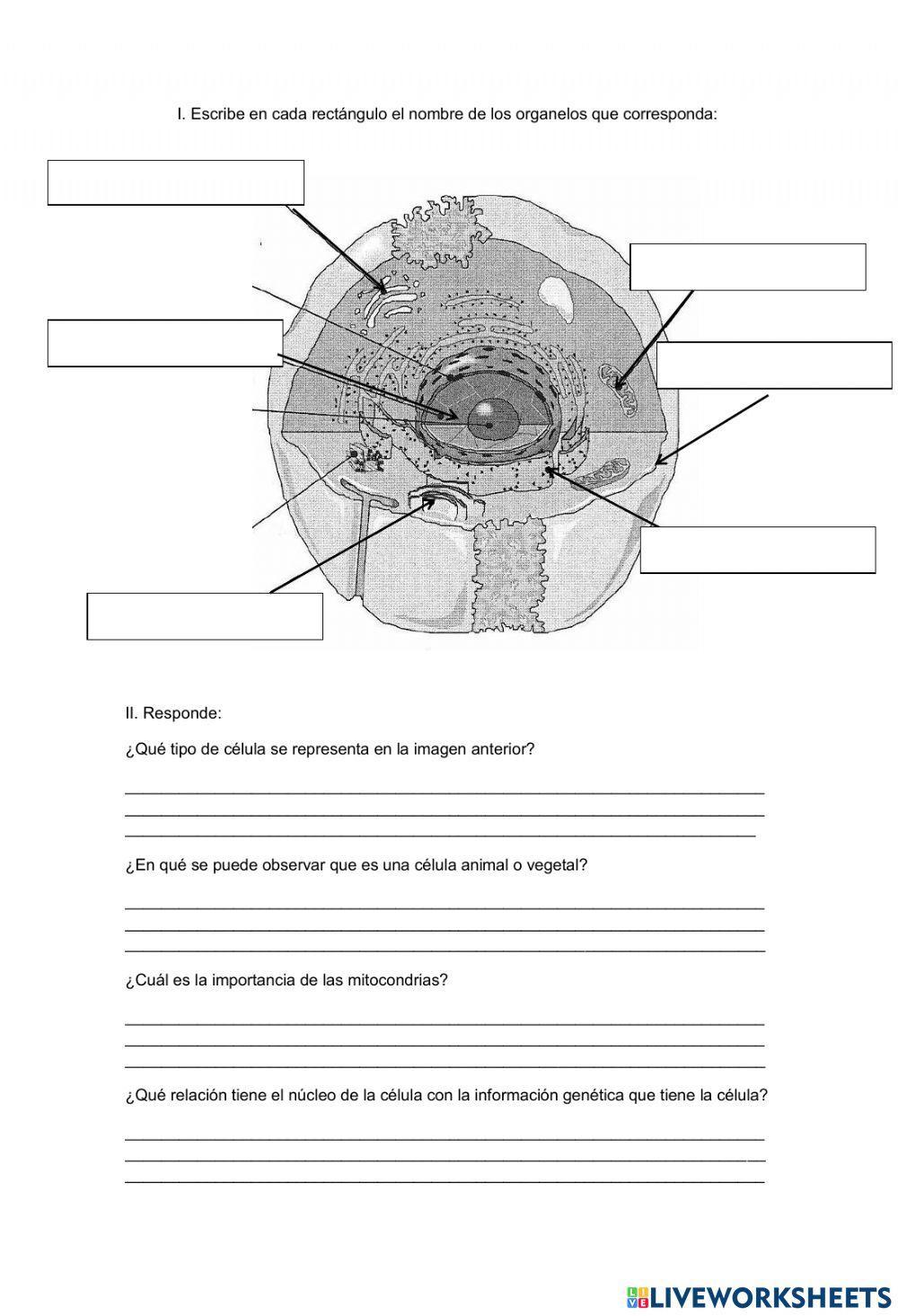 Estructura de la celula
