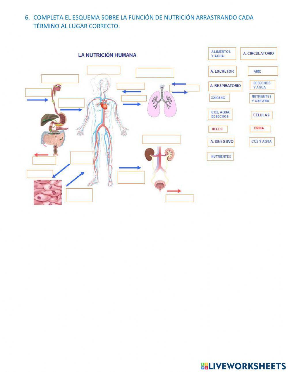 Sistemas de nutrición