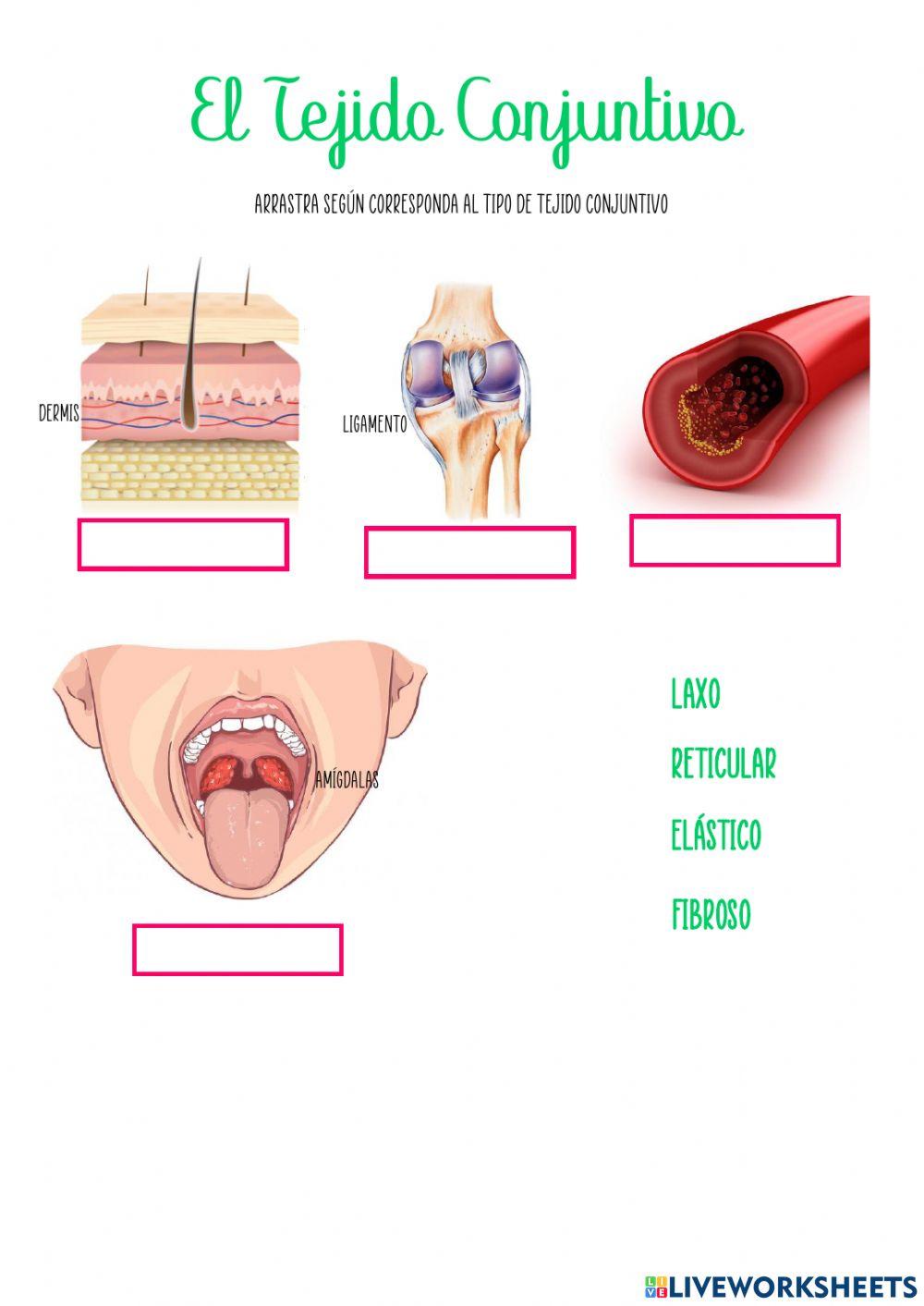 Tejido Conjuntivo y Adiposo